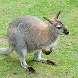  Wallaby 