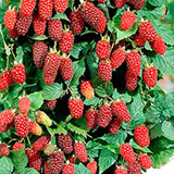  Loganberries 