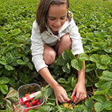  Picking Berries 