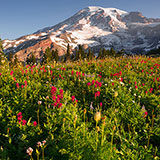  Wildflowers 