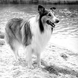  Lassie 