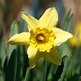  Narcissus 