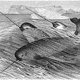  Narwhal 