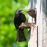  Nestling 