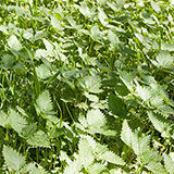  Nettles 