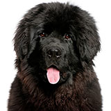  Newfoundland 