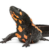  Newt 