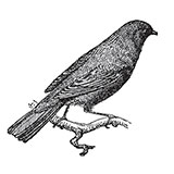  Nightingale 