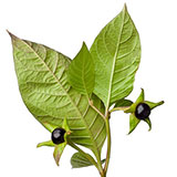  Nightshade 