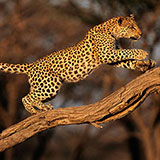  Nimble 