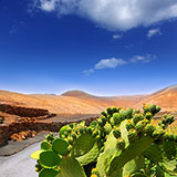  Nopales 