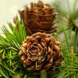  Fir Cones 