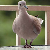  Turtle Dove 