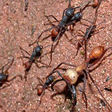  Army Ants 