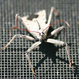  Assassin Bug 