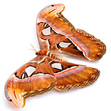  Atlas Moth 