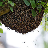 Bees Nest 