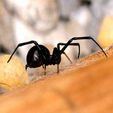  Black Widow 