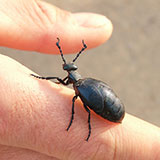  Blister Beetle 