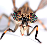  Botfly 