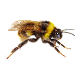  Bumblebee 