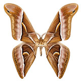  Butterfly Moth 