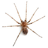  Cardinal Spider 