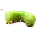  Caterpillar 