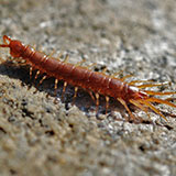  Centipede 