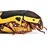  Chafer 