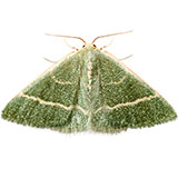  Chlorissa 