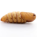  Chrysalis 