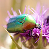  Cockchafer 