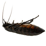  Cockroach 