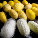  Cocoons 