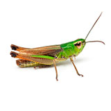  Cricket 