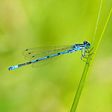 Damselfly 