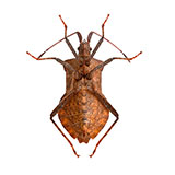  Dock Bug 