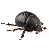  Dung Beetle 