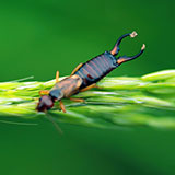  Earwig 