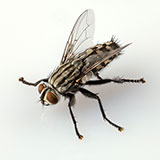  Flesh Fly 