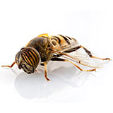 Flower Fly 