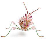  Flower Mantis 