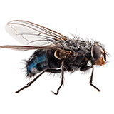  Fly 