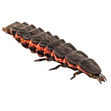  Glowworm 