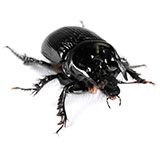  Ground Beetle 