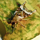  Gypsy Moth 