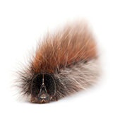  Hairy 