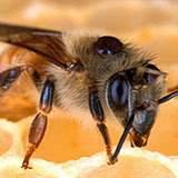  Honey Bee 