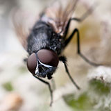  Housefly 